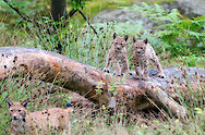 Nordic Walking am Nationalpark Bayerischer Wald